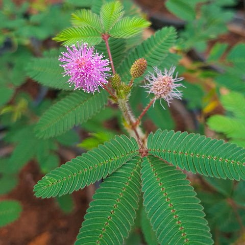 Mimosa pudica