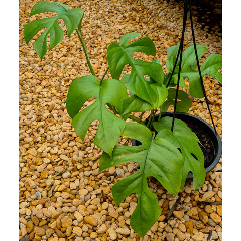 Rhaphidophora tetrasperma (Mini Monstera)