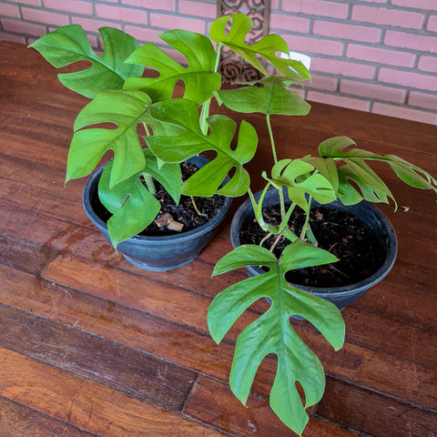 Rhaphidophora tetrasperma (Mini Monstera)