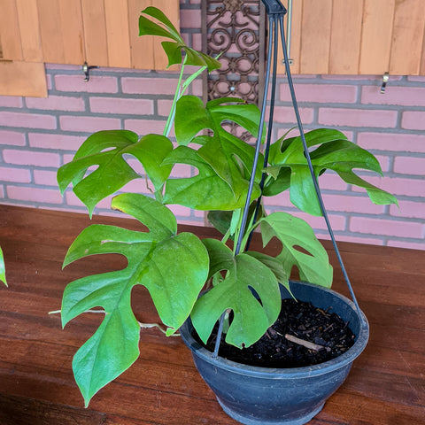 Rhaphidophora tetrasperma (Mini Monstera)