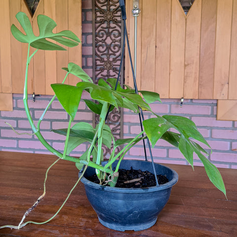 Rhaphidophora tetrasperma (Mini Monstera)