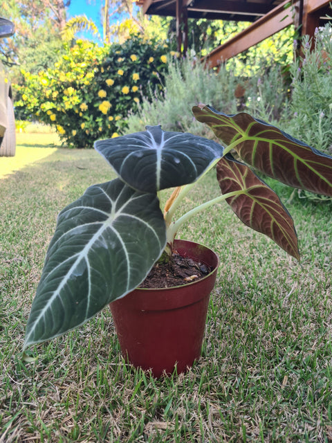 Alocasia black velvet