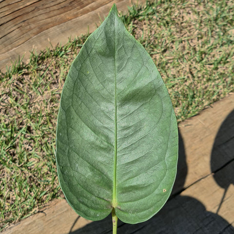 Anthurium sp.'Silver Leaves'