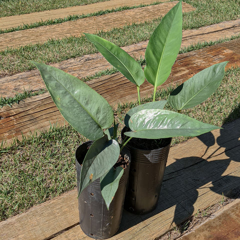 Anthurium sp.'Silver Leaves'