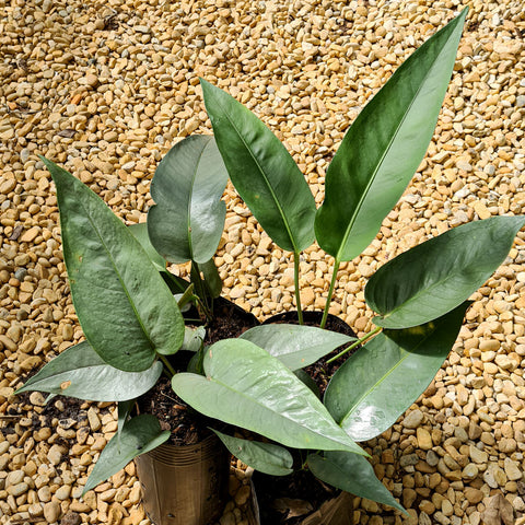 Anthurium 'Silver Leaves'