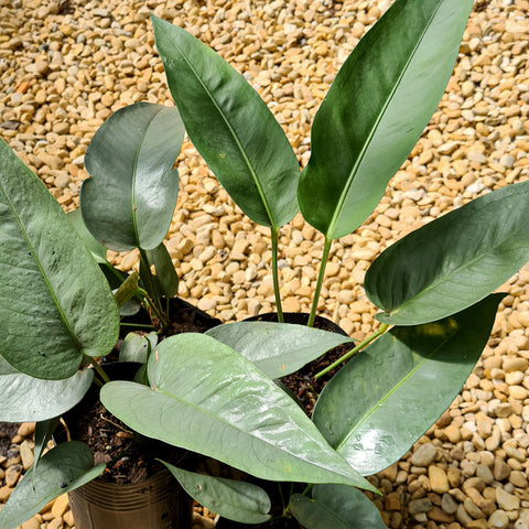 Anthurium 'Silver Leaves'