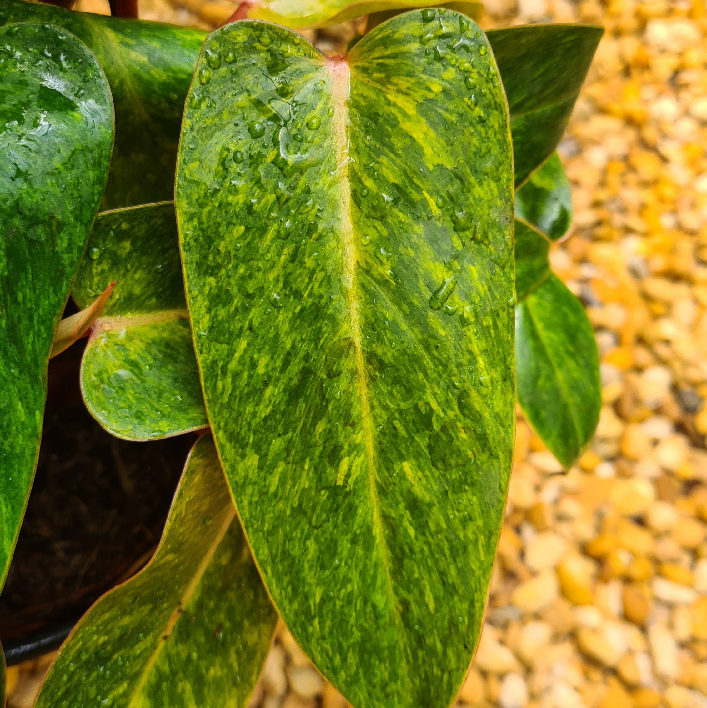 How to Grow and Care for Painted Lady Philodendron