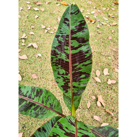 Musa acuminata var. zebrina