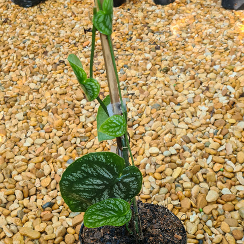 Monstera dúbia