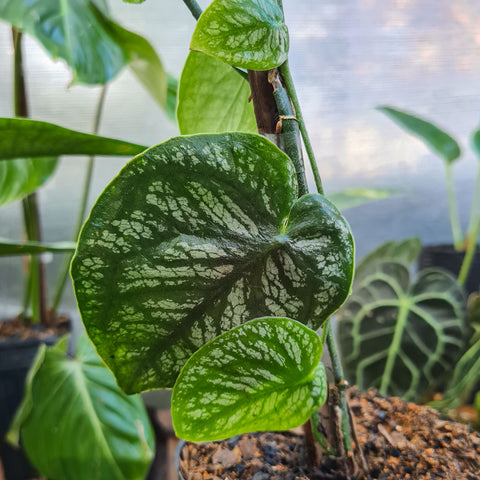 Monstera dúbia