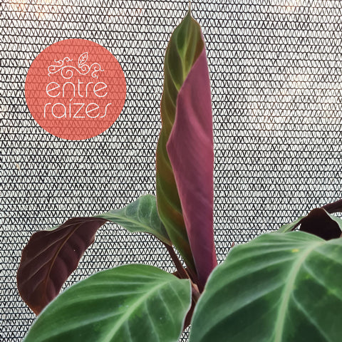 Calathea warscewiczii