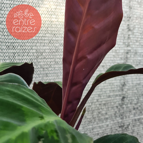 Calathea warscewiczii