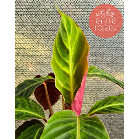 Calathea warscewiczii