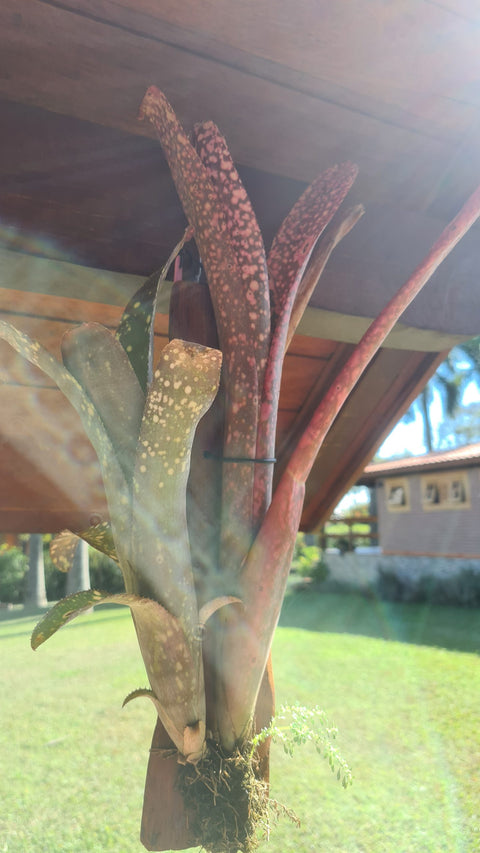 Billbergia fantasia no tronco