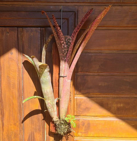 Billbergia fantasia no tronco