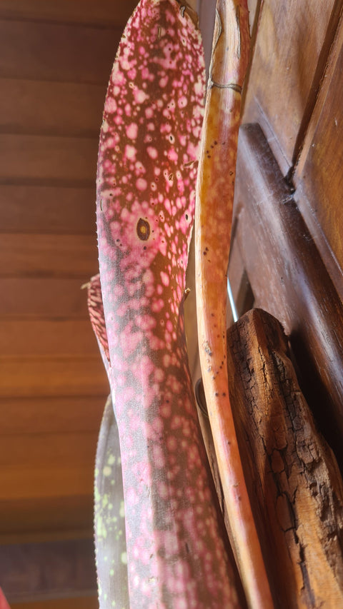 Billbergia fantasia no tronco