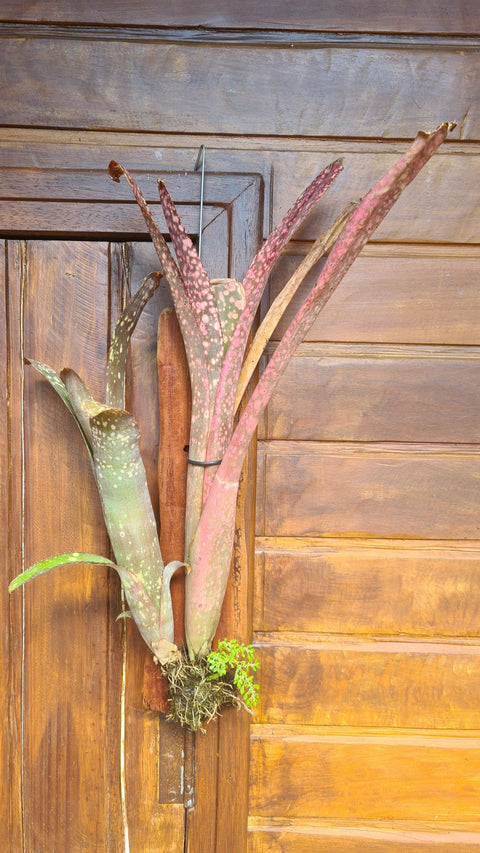 Billbergia fantasia no tronco