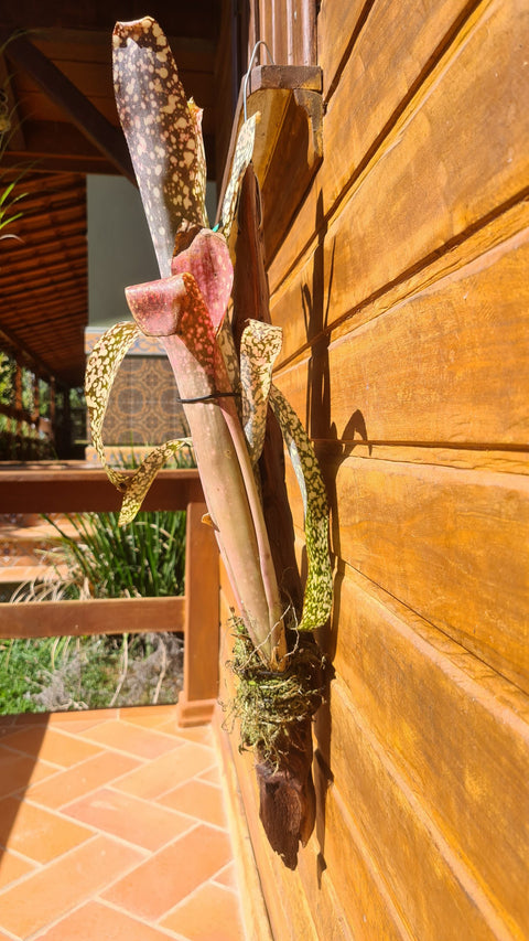 Billbergia fantasia no tronco