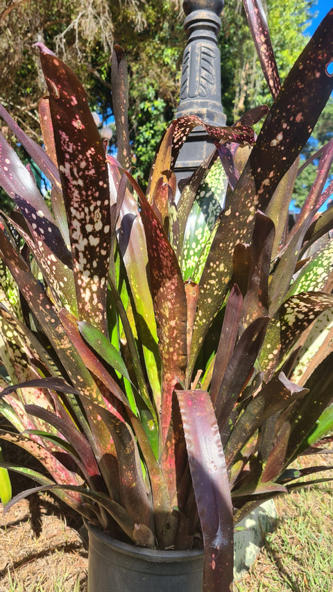 Billbergia hallelujah