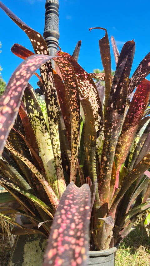 Billbergia hallelujah