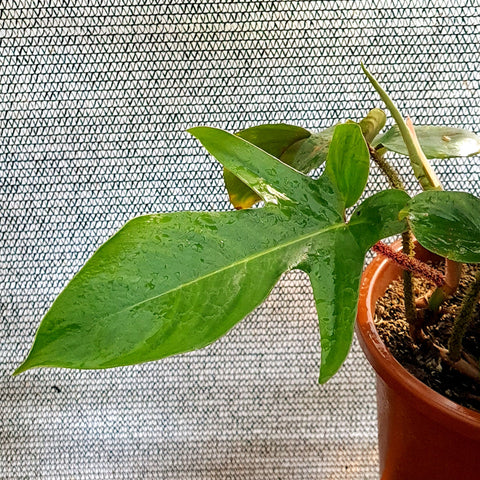 Philodendron squamiferum