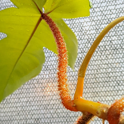 Philodendron squamiferum
