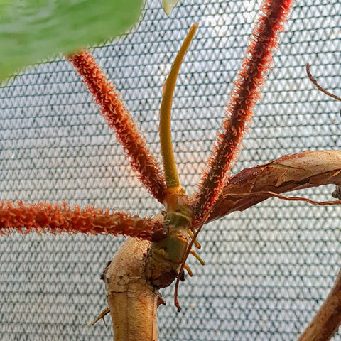 Philodendron squamiferum