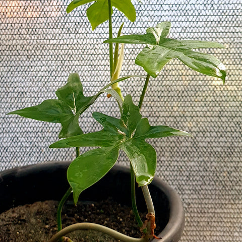 Philodendron pedatum