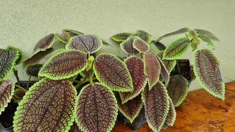 Pilea involucrata