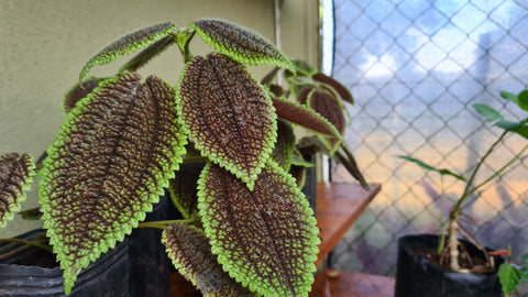 Pilea involucrata