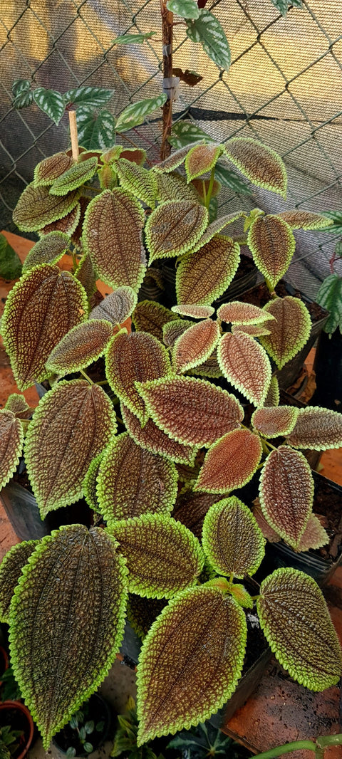 Pilea involucrata