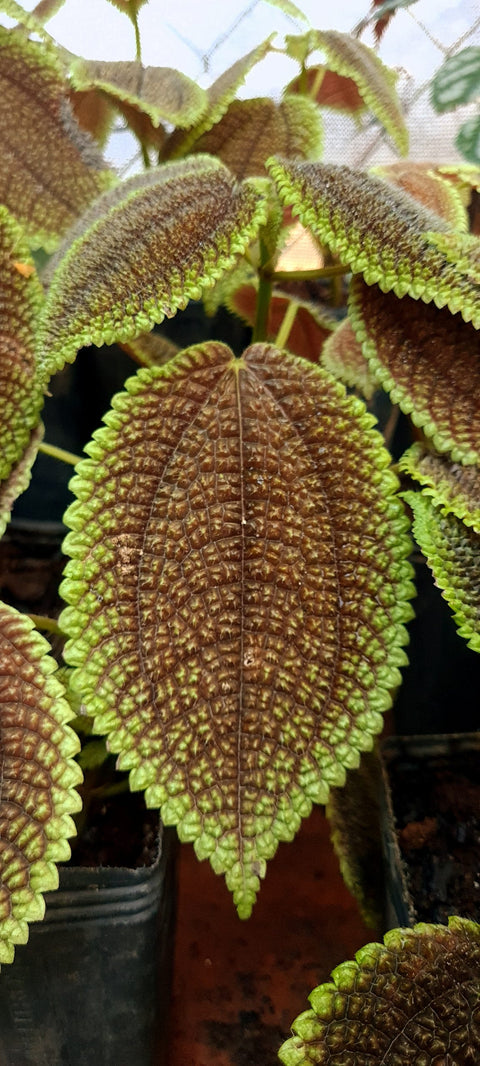 Pilea involucrata