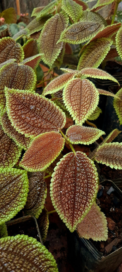 Pilea involucrata