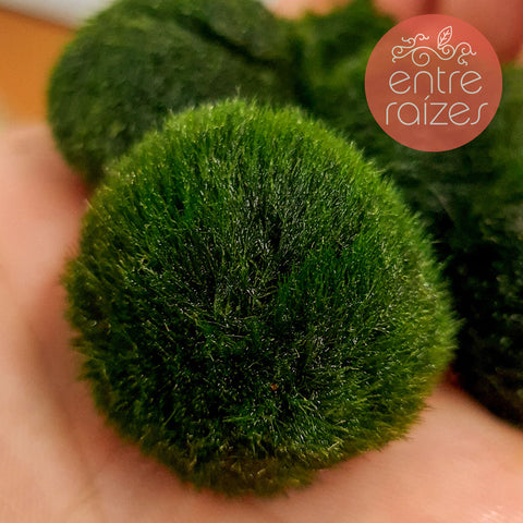 marimo