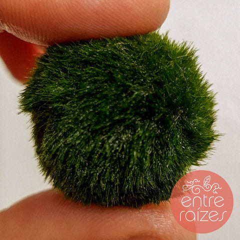 marimo