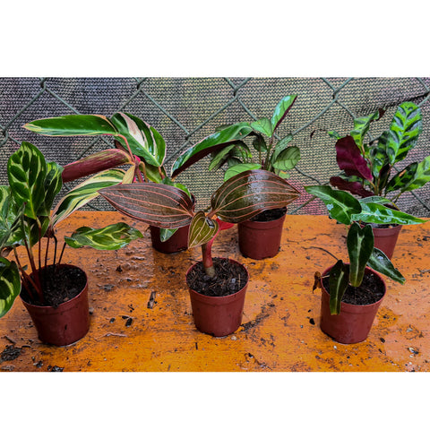 Mini calathea