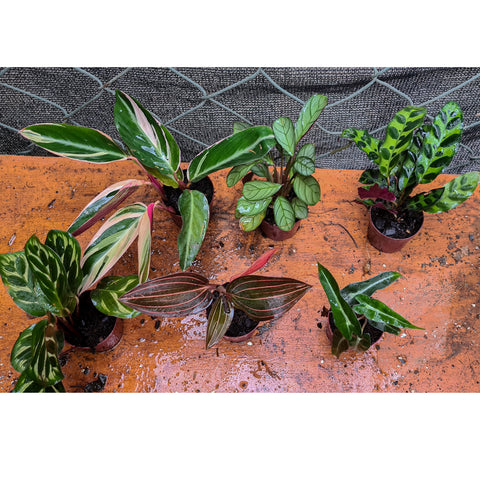 Mini calathea