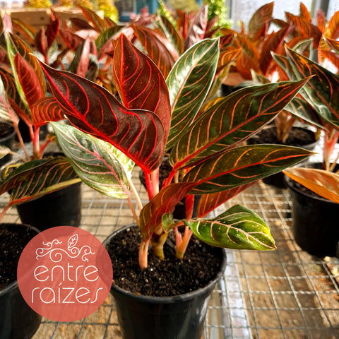 Aglaonema 'Pride of Sumatra'