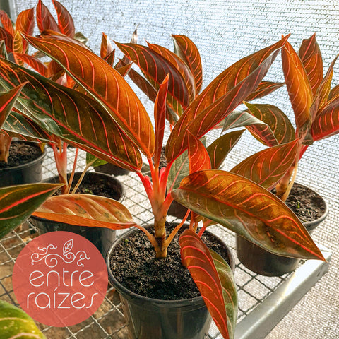 Aglaonema 'Pride of Sumatra'