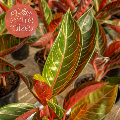 Aglaonema 'Pride of Sumatra'