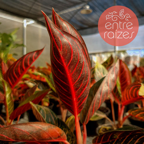 Aglaonema 'Pride of Sumatra'