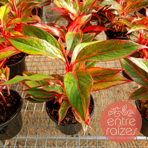 Aglaonema Siam Aurora