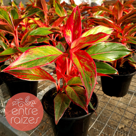 Aglaonema Siam Aurora