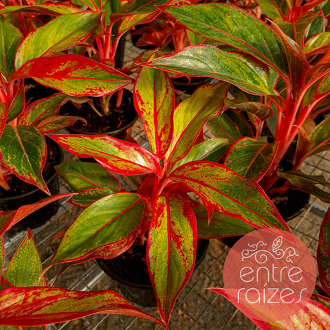 Aglaonema Siam Aurora