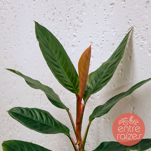 Rhodospatha sp. "Burle Marx Madness"