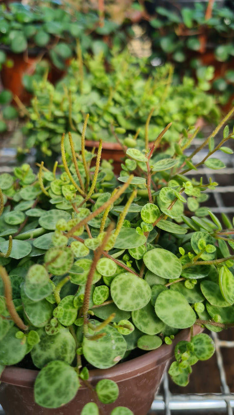 peperomia prostrata