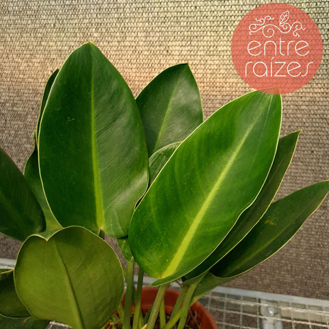 Philodendron renauxii