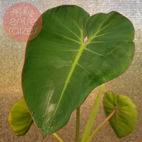 Philodendron ricardoi
