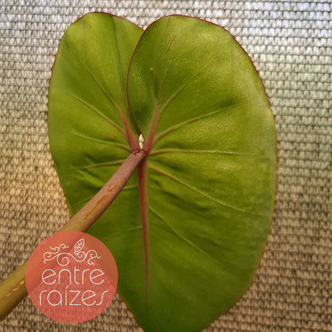Philodendron ricardoi