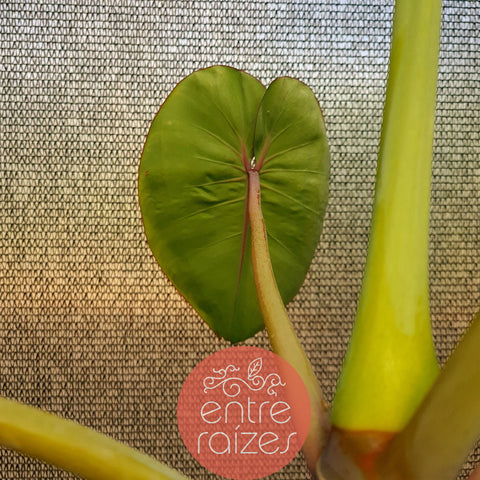 Philodendron ricardoi